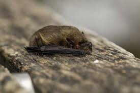 Attēlu rezultāti vaicājumam “Pipistrellus pygmaeus”