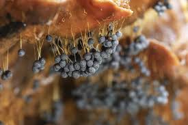 Attēlu rezultāti vaicājumam “Badhamia utricularis macro”