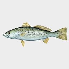 Image result for Cynoscion regalis