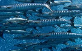 Image result for Dive Barracuda