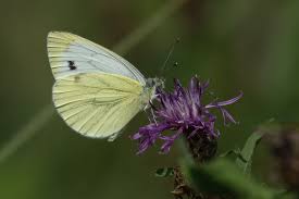 Attēlu rezultāti vaicājumam “Pieris napi female”