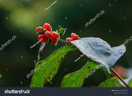 Attēlu rezultāti vaicājumam “Lonicera ferdinandii”