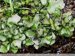 Attēlu rezultāti vaicājumam “Dermatocarpon luridum”