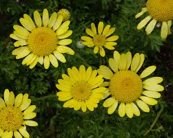 Attēlu rezultāti vaicājumam “Anthemis tinctoria leaf”