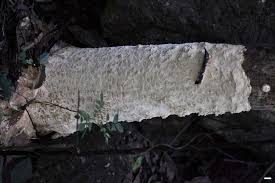 Attēlu rezultāti vaicājumam “Elmerina caryae”