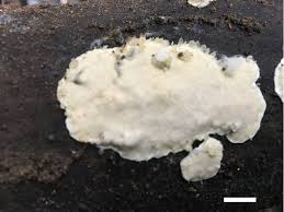 Attēlu rezultāti vaicājumam “Junghuhnia pseudozilingiana”