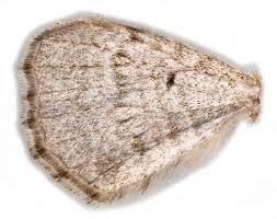 Attēlu rezultāti vaicājumam “Catarhoe rubidata”