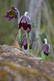 Attēlu rezultāti vaicājumam “Pulsatilla pratensis flower”