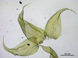 Attēlu rezultāti vaicājumam “Herzogiella seligeri”