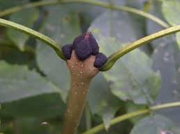 Attēlu rezultāti vaicājumam “Fraxinus excelsior Pendula bud”