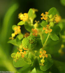 Attēlu rezultāti vaicājumam “Euphorbia palustris flower”