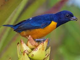 Attēlu rezultāti vaicājumam “Euura acutifoliae”