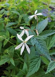 Attēlu rezultāti vaicājumam “Gillenia trifoliata flower”