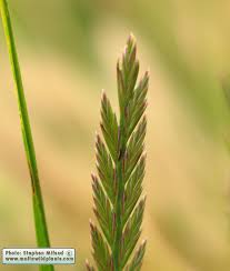 Attēlu rezultāti vaicājumam “Lolium perenne”