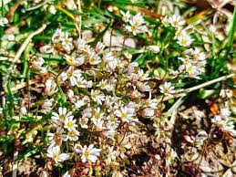 Attēlu rezultāti vaicājumam “Erophila verna leaf”