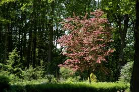 Attēlu rezultāti vaicājumam “Crataegus x macrocarpa”