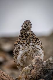 Image result for Lagopus lagopus