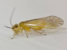 Attēlu rezultāti vaicājumam “Psocoptera”