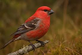 Attēlu rezultāti vaicājumam “Pinicola enucleator”