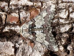 Attēlu rezultāti vaicājumam “Biston strataria”