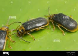 Attēlu rezultāti vaicājumam “Galerucella nymphaeae”