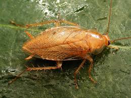 Attēlu rezultāti vaicājumam “Ectobius sylvestris female”