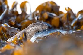 Image result for Eltham Otters