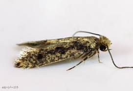 Attēlu rezultāti vaicājumam “Tineidae”