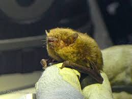 Attēlu rezultāti vaicājumam “Pipistrellus pygmaeus”