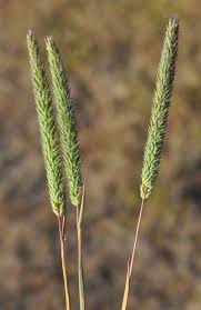 Attēlu rezultāti vaicājumam “Phleum phleoides fruit”