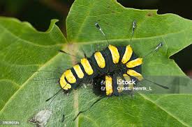 Attēlu rezultāti vaicājumam “Acronicta alni larva”