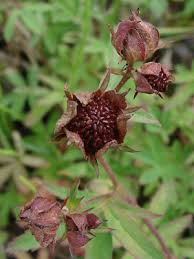 Attēlu rezultāti vaicājumam “Polymerus palustris”
