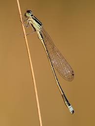 Attēlu rezultāti vaicājumam “Ischnura pumilio”