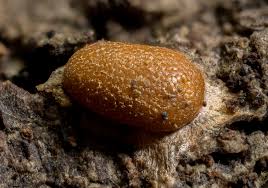 Attēlu rezultāti vaicājumam “Diderma subviridifuscum var. macrospora* macro”