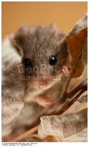 Attēlu rezultāti vaicājumam “Sicista betulina”