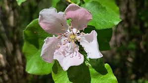 Attēlu rezultāti vaicājumam “Cydonia oblonga flower”