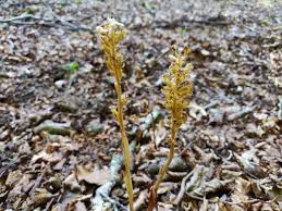 Attēlu rezultāti vaicājumam “Neottia nidus-avis flower”