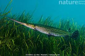 Image result for Lepisosteus osseus