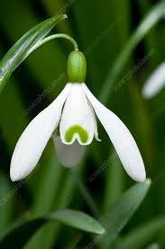 Attēlu rezultāti vaicājumam “Galanthus nivalis”