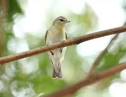 Image result for Vireo philadelphicus