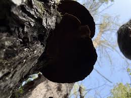 Attēlu rezultāti vaicājumam “Phellinus chrysoloma”