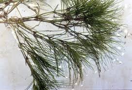 Attēlu rezultāti vaicājumam “Najas tenuissima leaf”