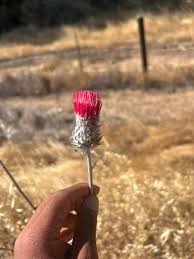 Attēlu rezultāti vaicājumam “Cirsium acaule flower”
