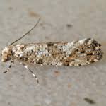 Attēlu rezultāti vaicājumam “Morophaga choragella”