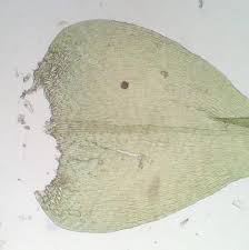 Attēlu rezultāti vaicājumam “Campylium chrysophyllum”