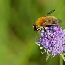 Attēlu rezultāti vaicājumam “Arctophila superbiens”