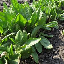 Attēlu rezultāti vaicājumam “Rumex acetosa”