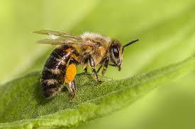 Attēlu rezultāti vaicājumam “Apis mellifera”