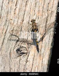 Attēlu rezultāti vaicājumam “Leucorrhinia rubicunda male”