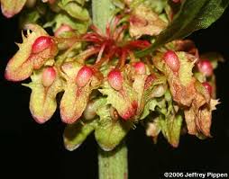 Attēlu rezultāti vaicājumam “Rumex acetosa bud”